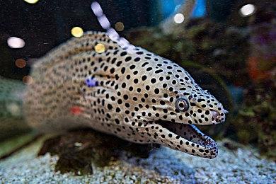 KK对战平台鏖战金秋活动上线，集月亮石解锁丰厚好礼！